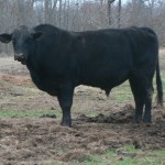 607W3 Blackhawk