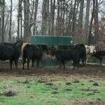 Hay Feeding