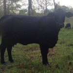 PR MS PURSI OF AVERY 163Y