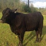 PR MS MADELYN OF AVERY 457Z