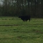 101E born 3/26/2017