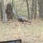 Free range turkey